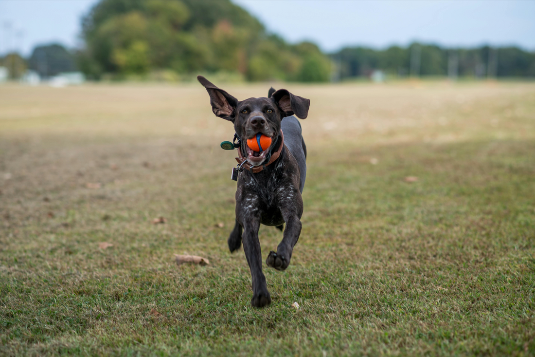 Consejos de Seguridad Para Jugar con Tu Perro en el Parque: Todo lo Que Necesitas Saber